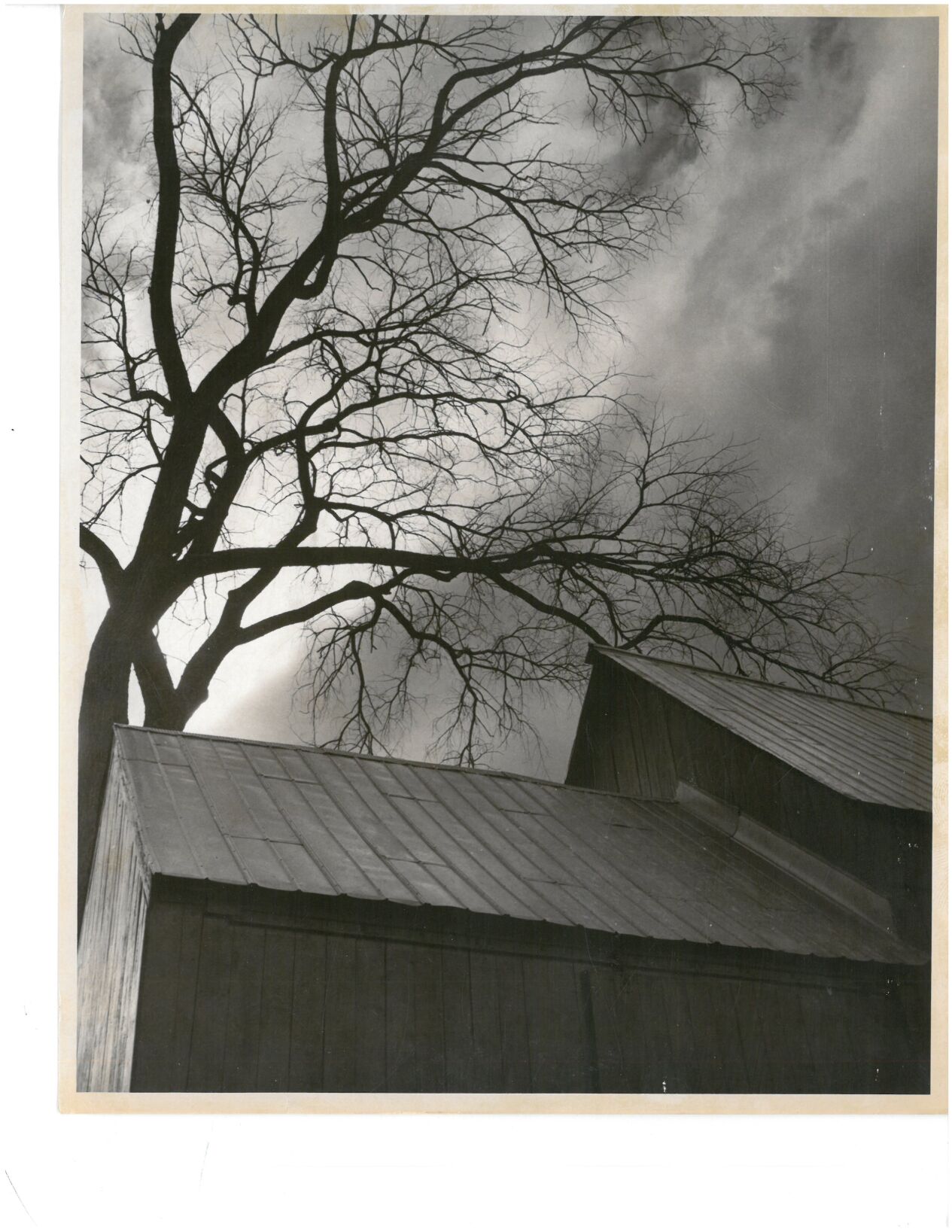 Barren tree